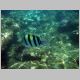 stripedfish.jpg