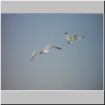 gulls.jpg